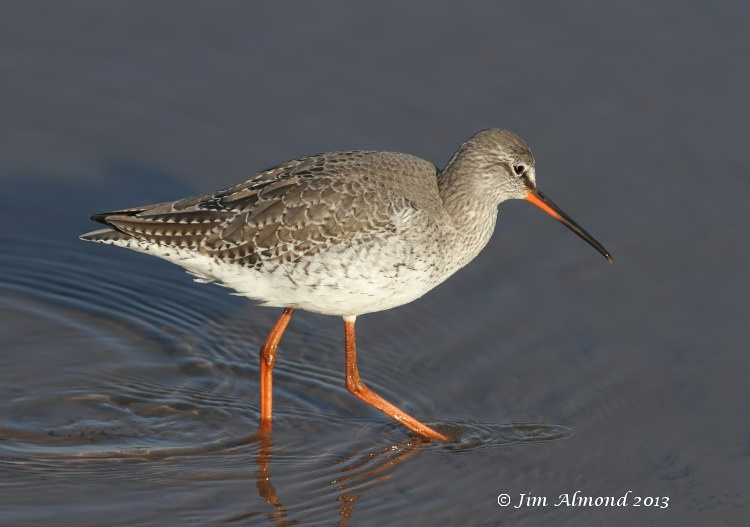 Spotted Redshank in shallow water Titchwell 2 3 13  IMG_4755